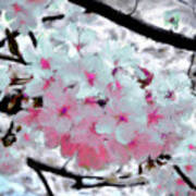 Colorful Cherry Blossoms #4 Art Print