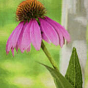 Cone Flower #1 Art Print