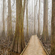 Congaree National Park #3 Art Print