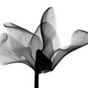 Cyclamen Flower X-ray #1 Art Print