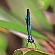 Damselfly #1 Art Print