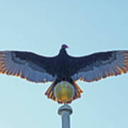 Db6347 Turkey Vulture On Our Flagpole #1 Art Print