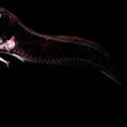 Deep-sea Dragonfish #1 Art Print