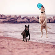 Dog With Frisbee #1 Art Print