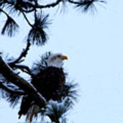 Eagle In A Frosted Tree #1 Art Print