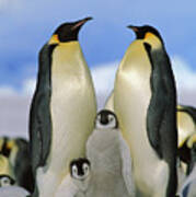 Emperor Penguin Family Art Print