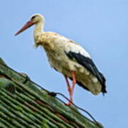 European White Stork, Ciconia #1 Art Print
