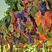 Fall Harvest Wine Vineyard With Grapes #1 Art Print