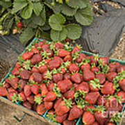 Freshly Picked Chandler Strawberries #1 Art Print