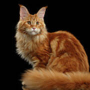Ginger Maine Coon Cat Isolated On Black Background Art Print