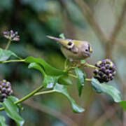 Goldcrest #1 Art Print