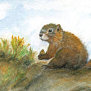 Golden Marmot #1 Art Print