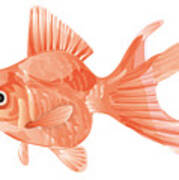 Goldfish #1 Art Print