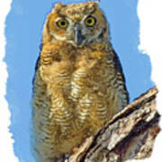 Great Horned Owl Fledgling #1 Art Print