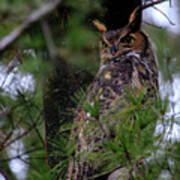 Great Horned Owl #1 Art Print