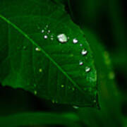 Green Leaf With Raindrops #1 Art Print