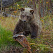 Grizzly Cub #1 Art Print