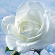 Heavenly White Rose. Art Print