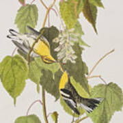 Hemlock Warbler Art Print