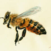 Honey Bee Watercolor Painting #1 Art Print