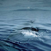 Humpback Whale And Calf #1 Art Print