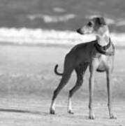 Italian Greyhound On The Beach In Black And White #2 Art Print