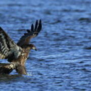 Juvenile Eagle Fishing #1 Art Print