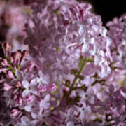 Lilac Bouquet Ii #1 Art Print