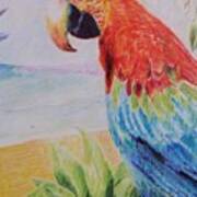 Macaw Art Print