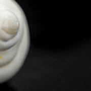 Macro Closeup Of A Seashell #2 Art Print