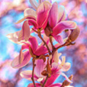 Magnolia Bloom 4 Art Print