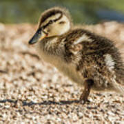 Mallard Juvenile #1 Art Print