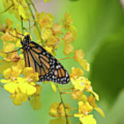 Monarch Butterfly On Yellow Orchids #1 Art Print