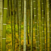 Mystical Bamboo #1 Art Print