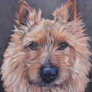 Norwich Terrier #1 Art Print