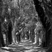 Oak Alley St Simons Island Georgia #1 Art Print