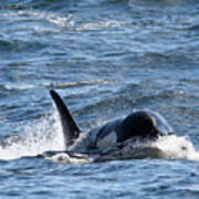 Orca Whales In The San Juan Islands #1 Art Print