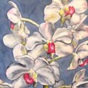 Orchids #1 Art Print