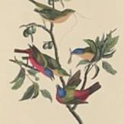 Painted Bunting #1 Art Print