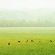 Peace In Cades Cove #1 Art Print