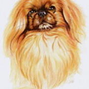 Pekingese In Watercolor Art Print