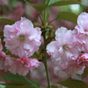 Pink Blossoms Of Crabapple Tree Art Print