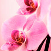 Pink Orchid Closeup #1 Art Print