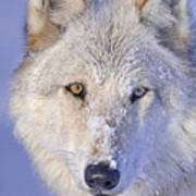 Portrait Of The White Wolf 540f Art Print