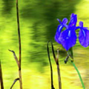 Purple Iris #1 Art Print