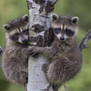 Raccoon Two Babies Climbing Tree Art Print