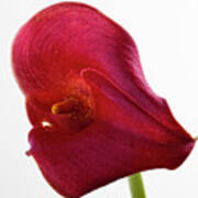 Red Calla Lily #1 Art Print