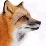 Red Fox Portrait Photograph by Athena Mckinzie - Fine Art America