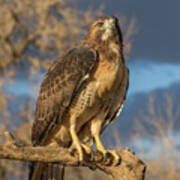 Red-tailed Hawk Portrait #1 Art Print