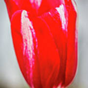 Red Tulip #1 Art Print